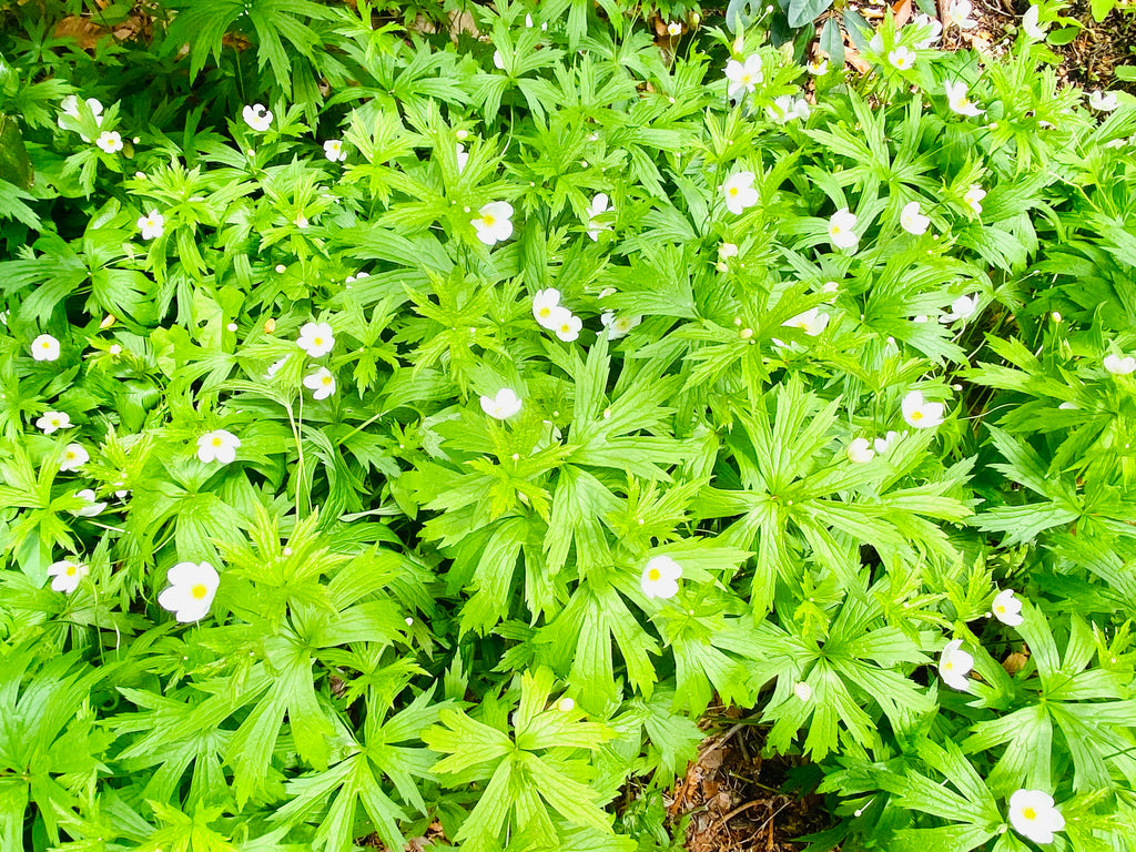 Common Rhododendron and Narcissanemoner Flowers Late Spring Bloom (Bulk Download)