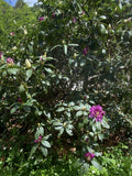 Common Rhododendron and Narcissanemoner Flowers Late Spring Bloom (Bulk Download)
