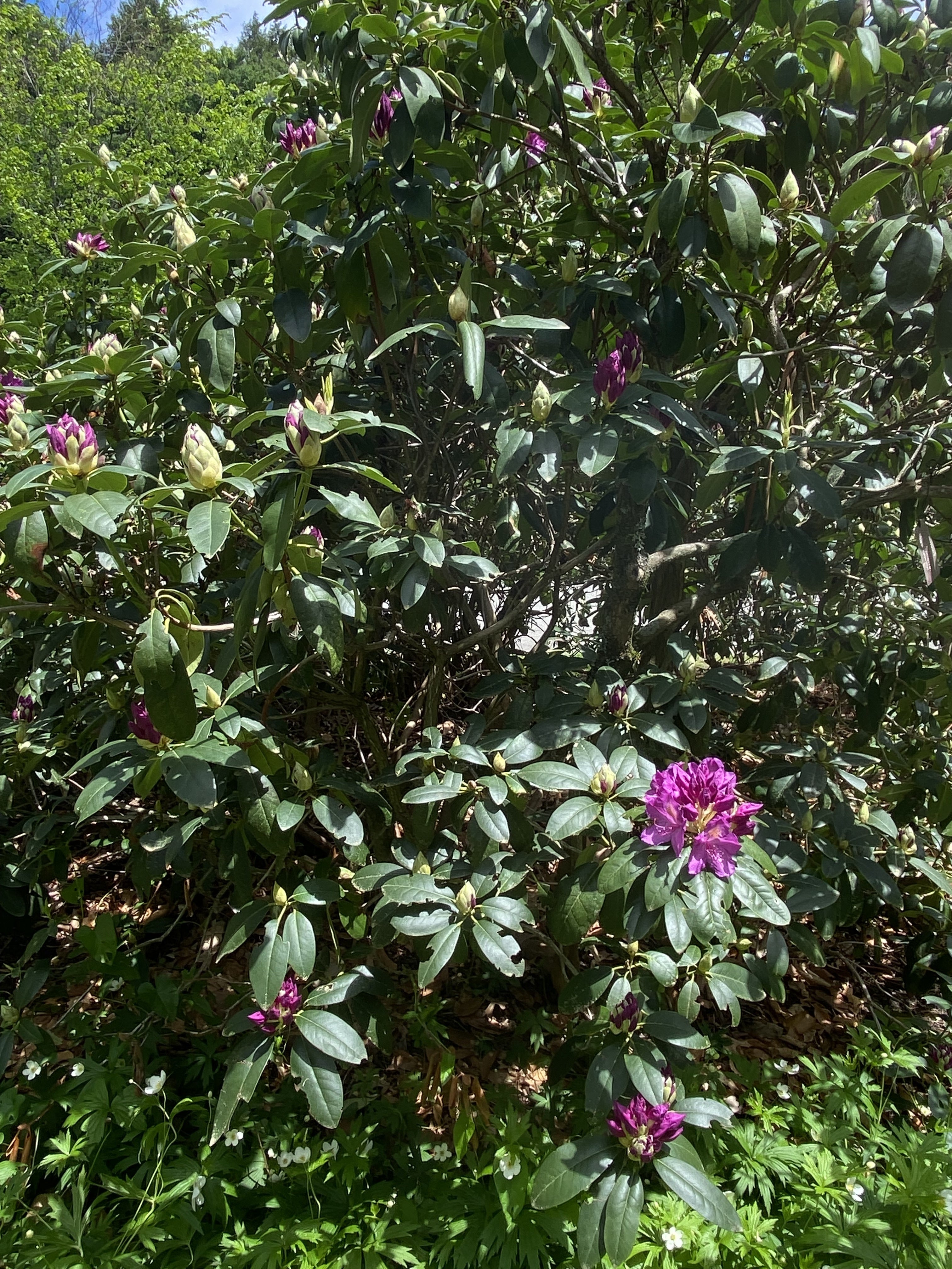 Common Rhododendron and Narcissanemoner Flowers Late Spring Bloom (Bulk Download)