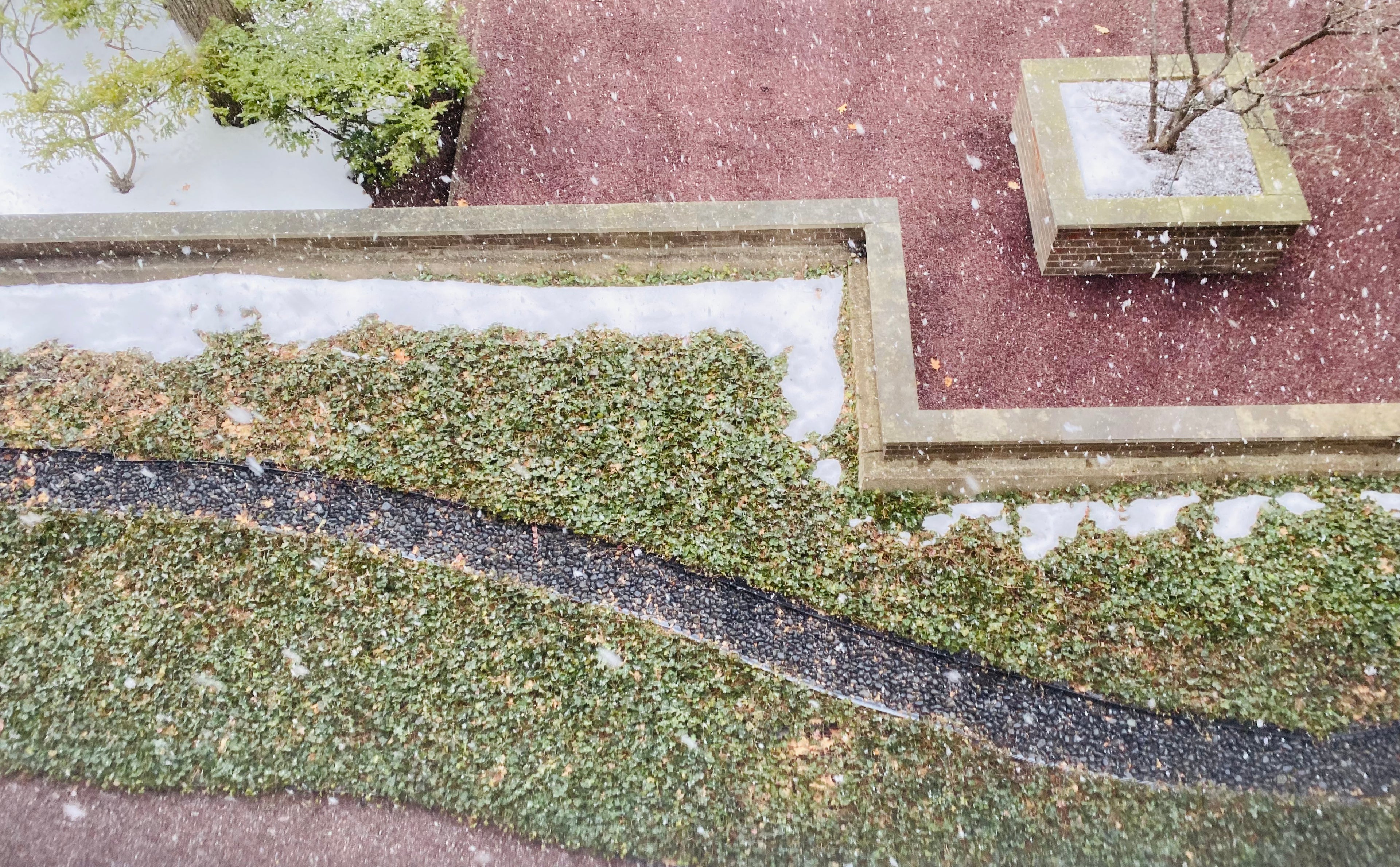 Beautiful photo of leaves and bushes as snow is falling.