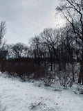 Snowy Forest
