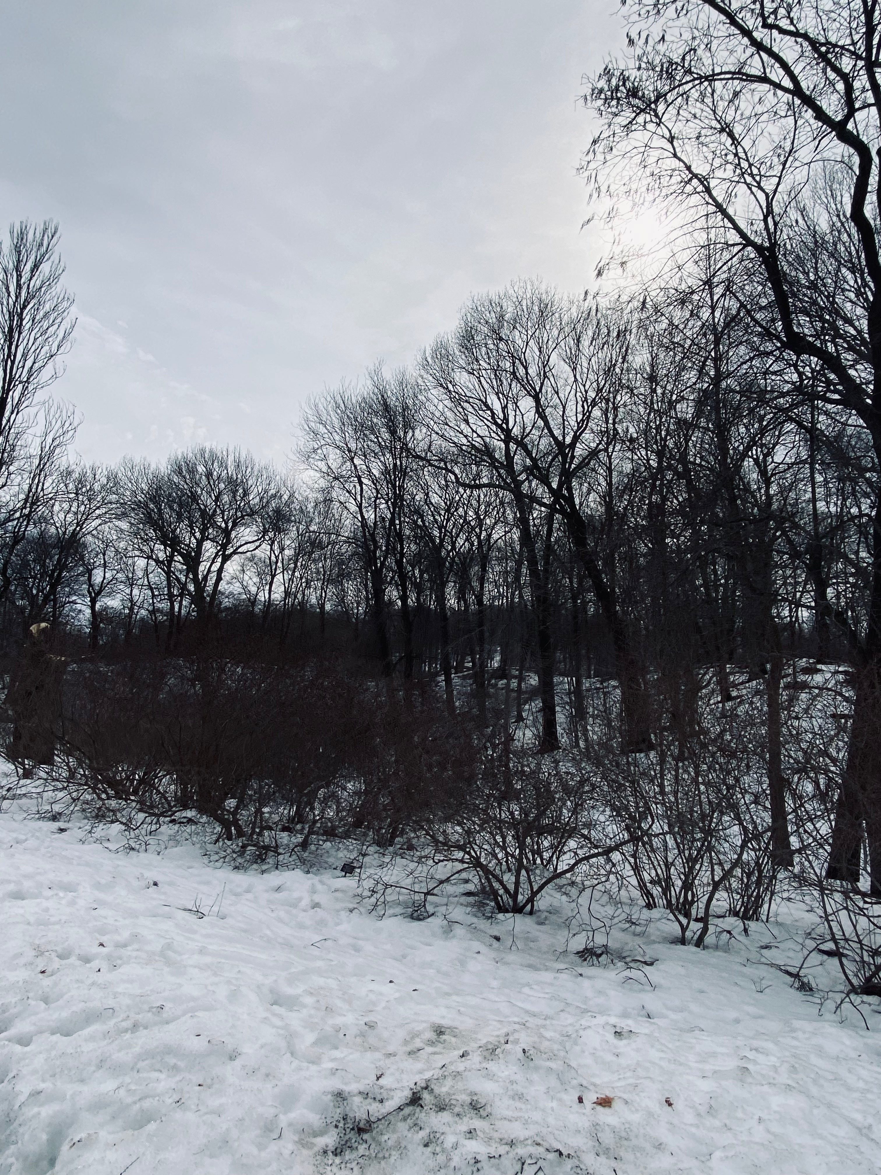 Snowy Forest