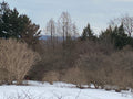 Beautiful winter landscape with trees and mountain background.