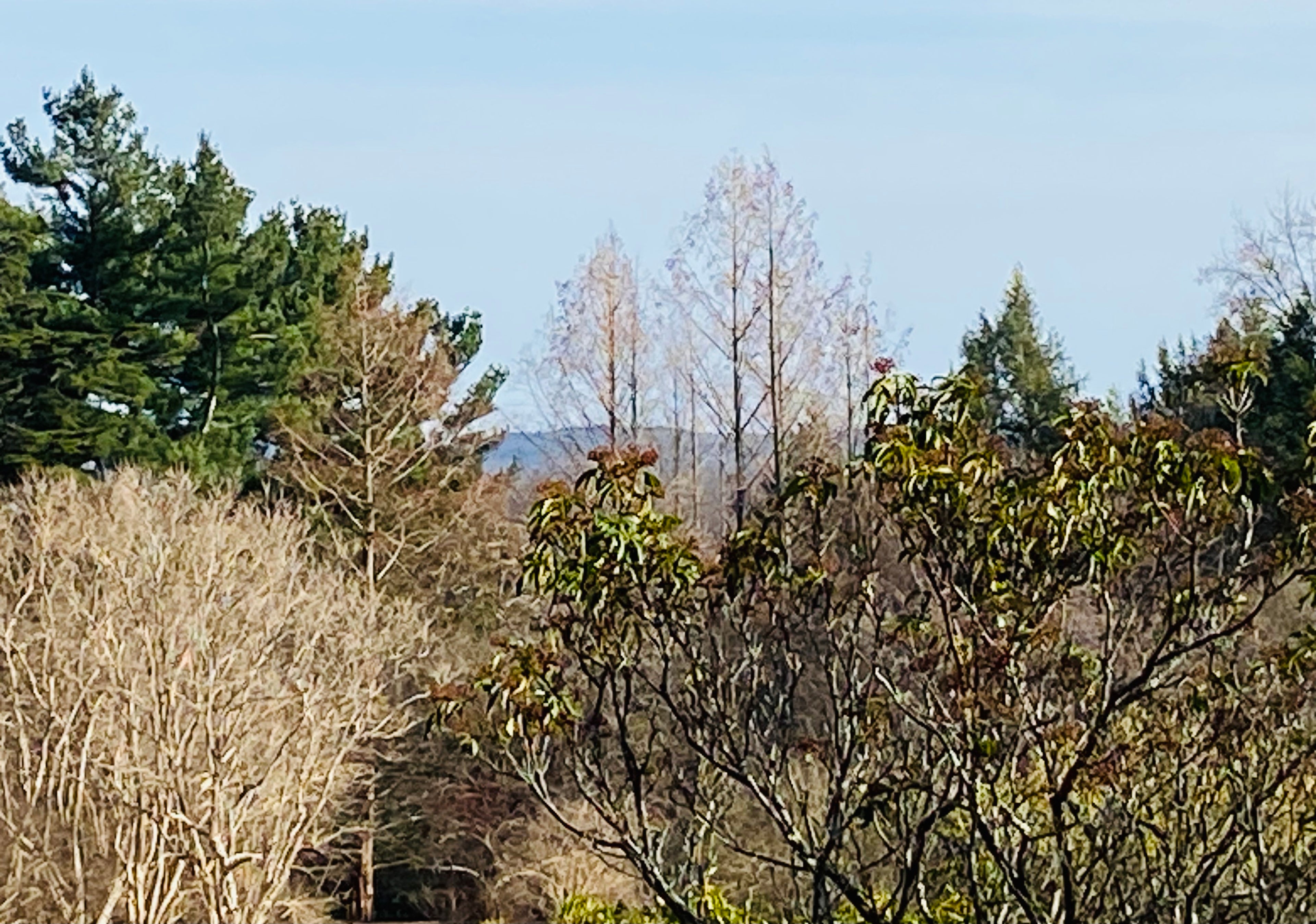 Trees with mountain background on mid-spring day